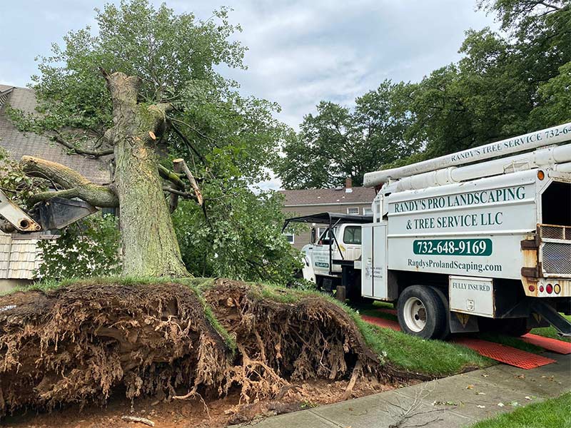 Randy's Pro Tree Service can respond to tree emergencies in Middlesex08846