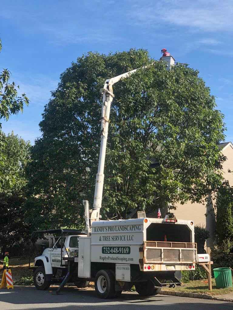 Randy's Tree Service pruning a tree with a bucket truck. We make trees in Colonia look beautiful!