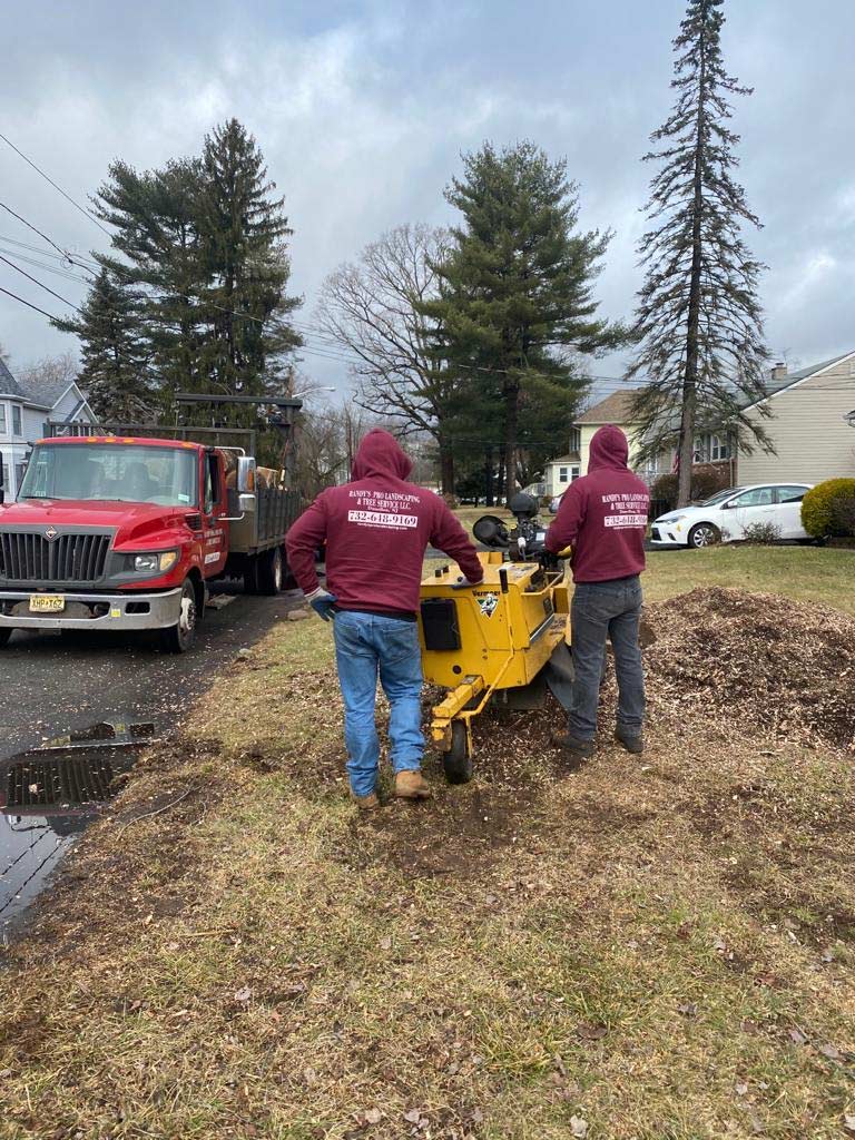 Randy's Pro Tree Service is grinding a stump with a stump grinder. We call 811 before stump grinding in East Brunswick.