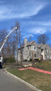 Tree Service in Martinsville,NJ on Wolf Hill Ter