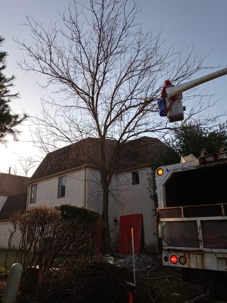 Tree Service in Edison, NJ on Park Gate Dr