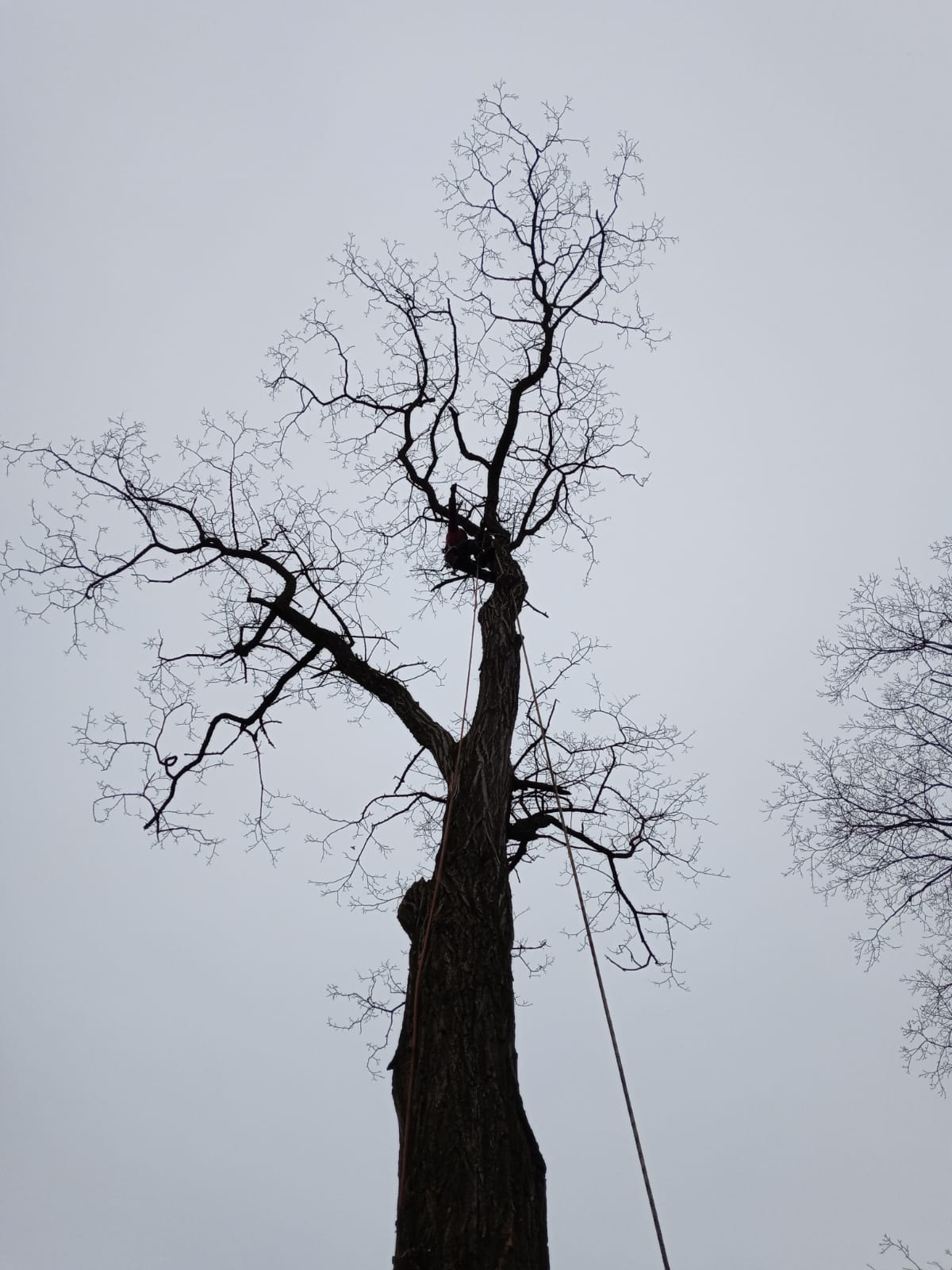Tree Service Job in Piscataway