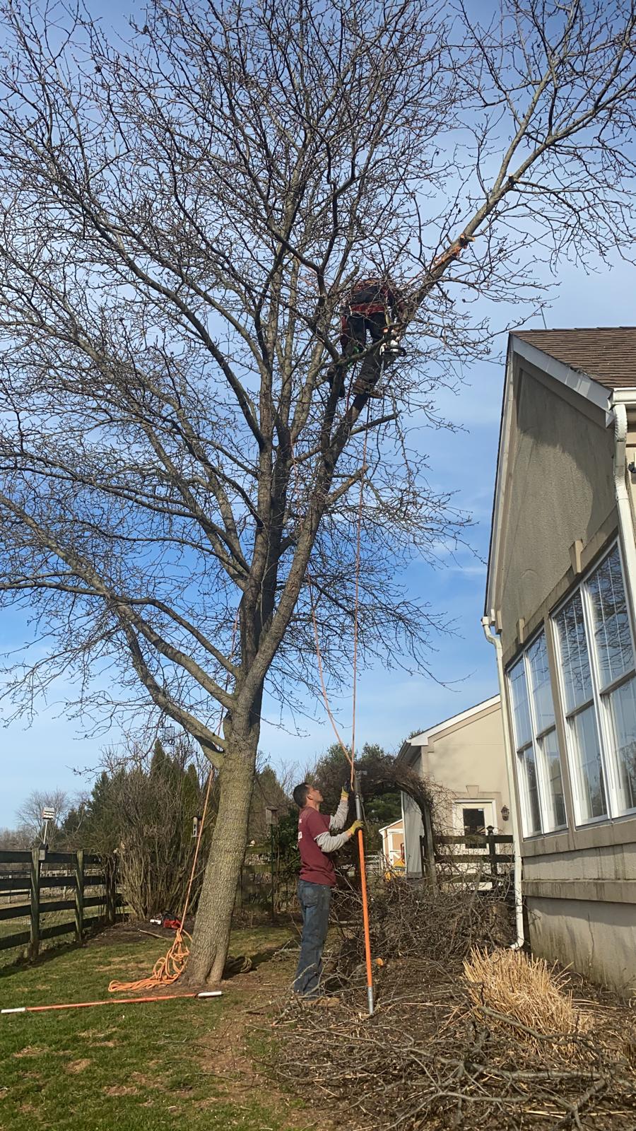 Tree Service in Ringoes,NJ on Larsen Rd