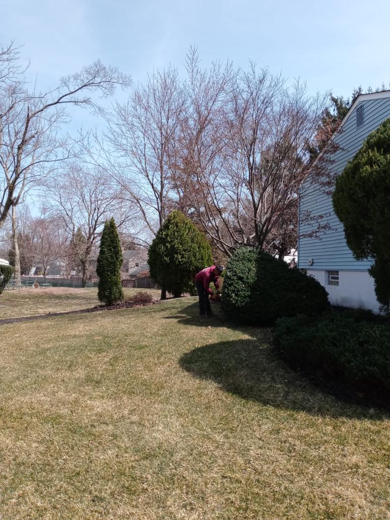 Tree Service in Somerset,NJ on Atlantic Rd