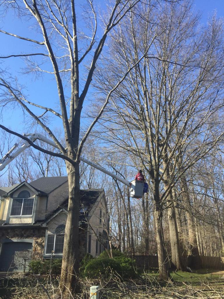 Tree Service Job in East Brunswick