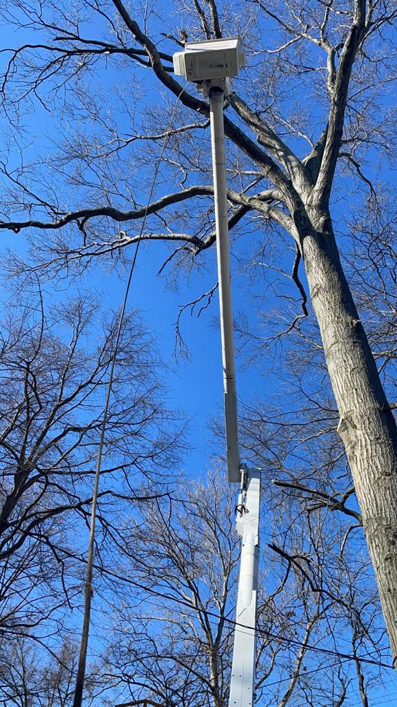 Tree Service Job in North Plainfield