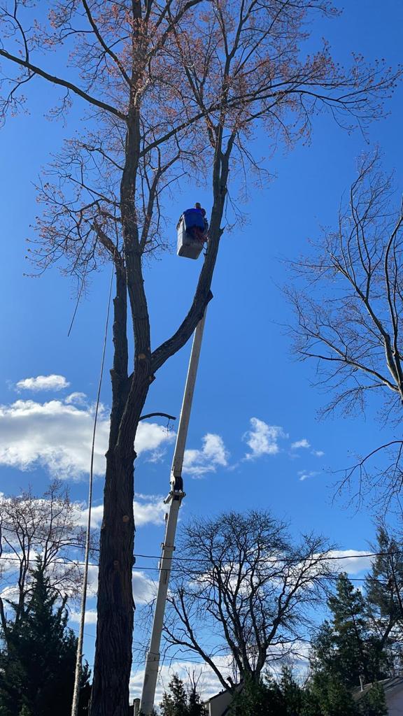 Tree Service Job in North Plainfield