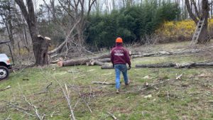 Tree Service Job in Pennington
