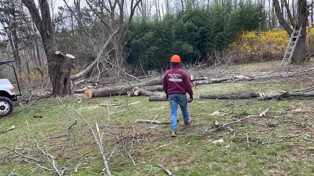 Tree Service in Pennington,NJ on Pennington Rock Hill Td