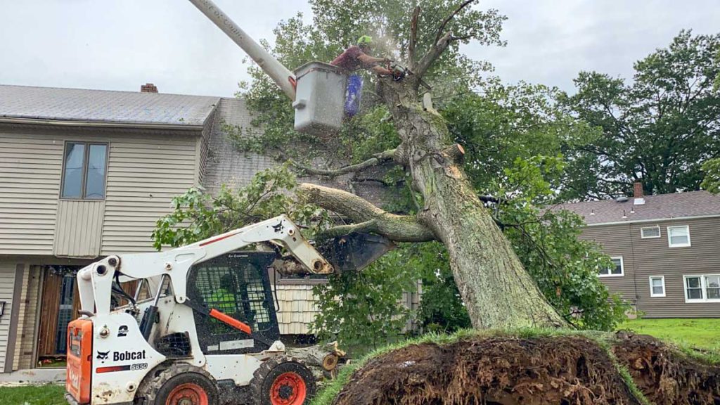 Storm Damage Tree Response in Central NJ