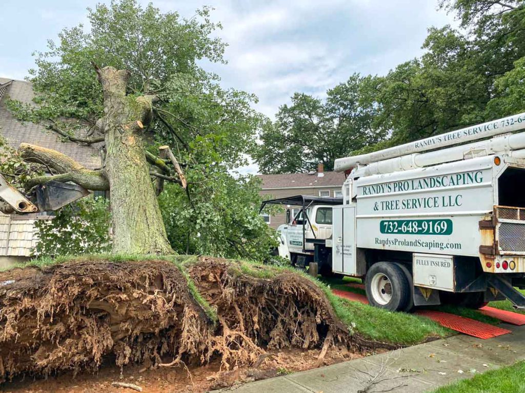 Storm Damage Tree Response in Central NJ