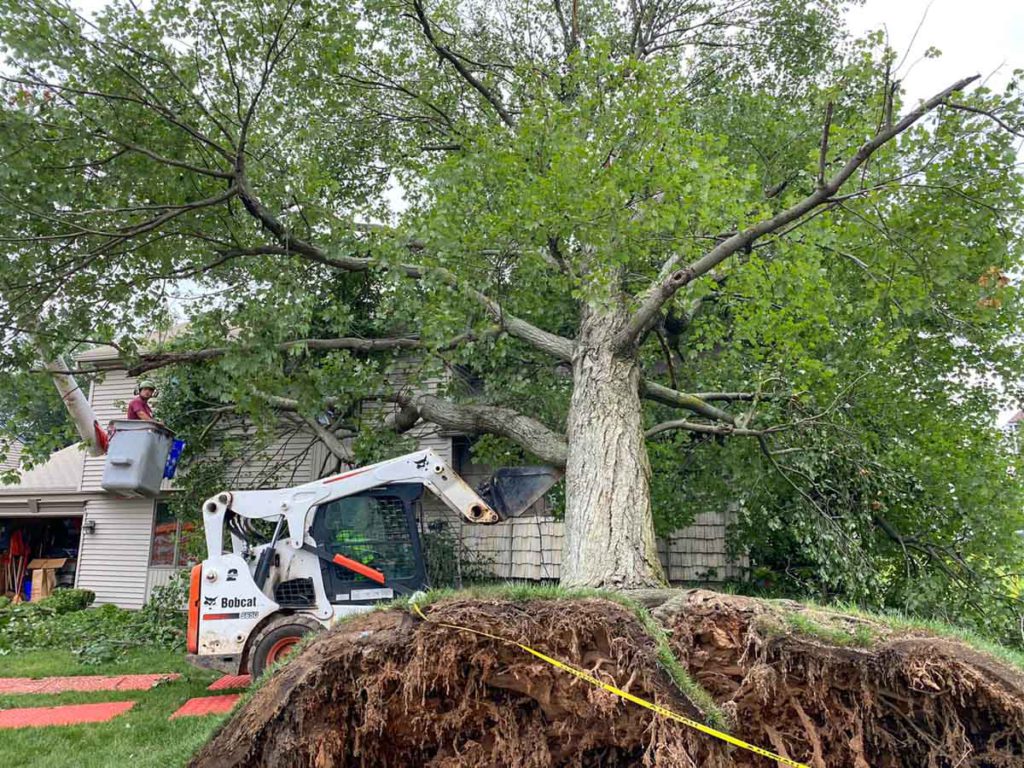 Storm Damage Tree Response in Central NJ