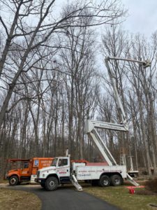 Tree Service in Bedminster,NJ