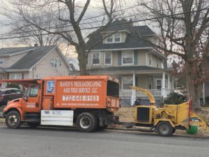Tree Service Job in Dunellen