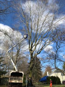 Tree Removal in Edison,NJ