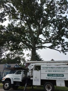 Tree Removal in Edison,NJ on Apple St