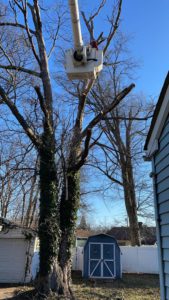 Tree Service in Edison,NJ