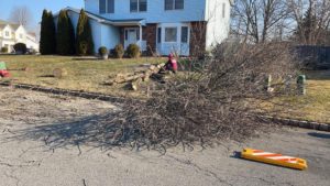 Tree Removal Service in Hillsborough,NJ