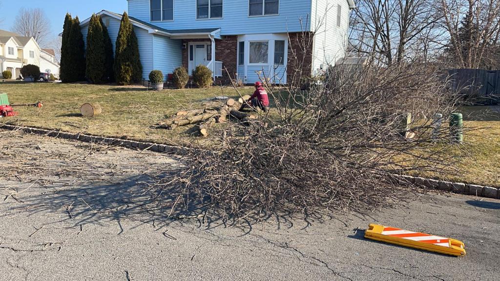 Tree Removal Service in Hillsborough,NJ