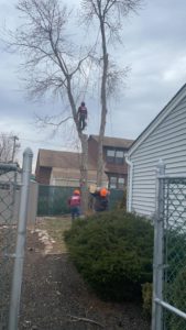 Tree Removal in Middlesex,NJ
