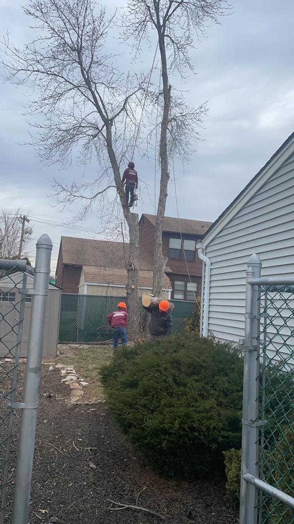 Tree Removal in Middlesex,NJ