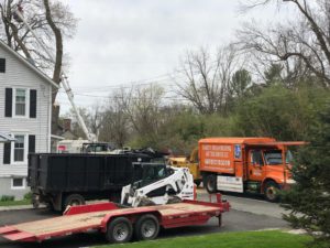 Tree Service in Neshanic Station,NJ