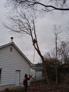 Tree Service in Piscataway,NJ