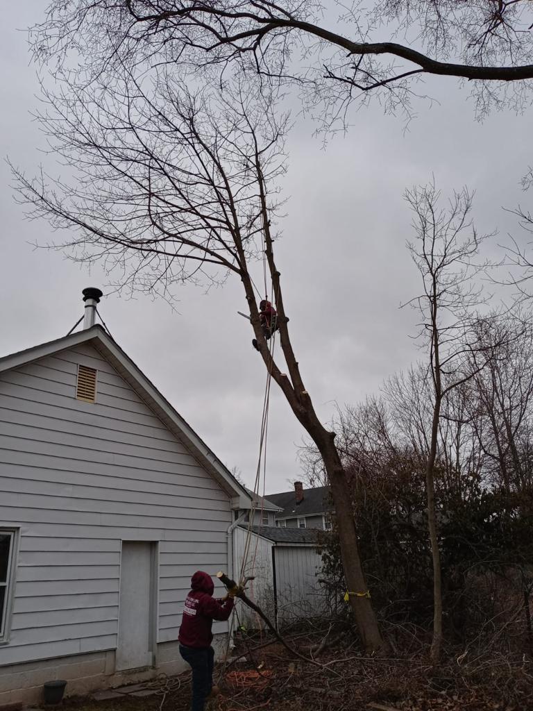 Tree Service Job in Piscataway
