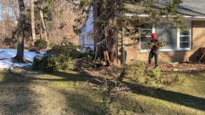 Tree Removal in Summit,NJ