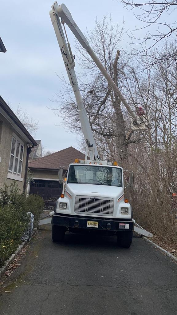 Tree Service in Summit,NJ