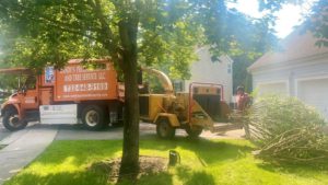 Tree Service Job in Whitehouse Station
