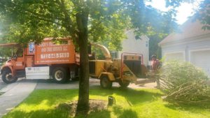 Tree Service in Whitehouse Station,NJ on Gleim Road