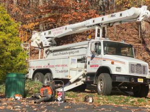 Tree Pruning Service in Bridgewater,NJ