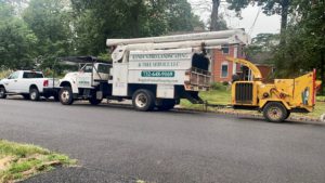 Tree Service in Bridgewater,NJ on Evergreen Dr