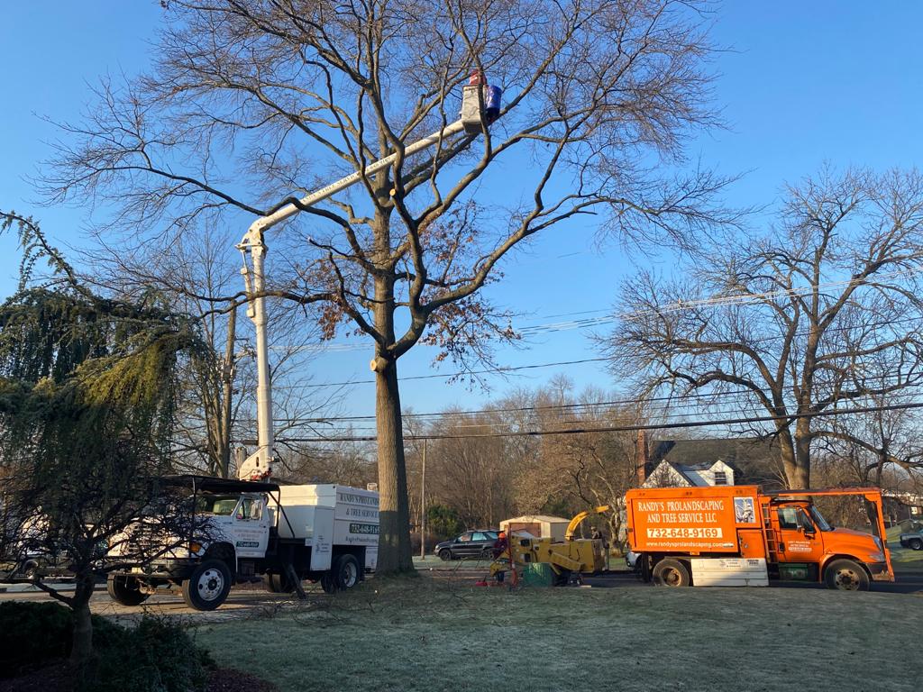 Tree Service Job in Bridgewater