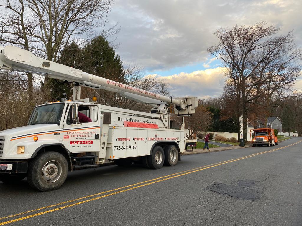 Tree Service Job in Colonia