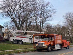 Tree Pruning Service in East Brunswick,NJ