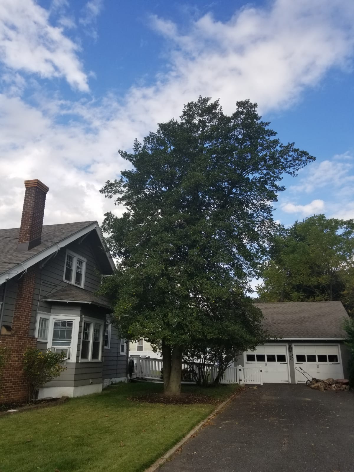 Tree Service Job in East Brunswick