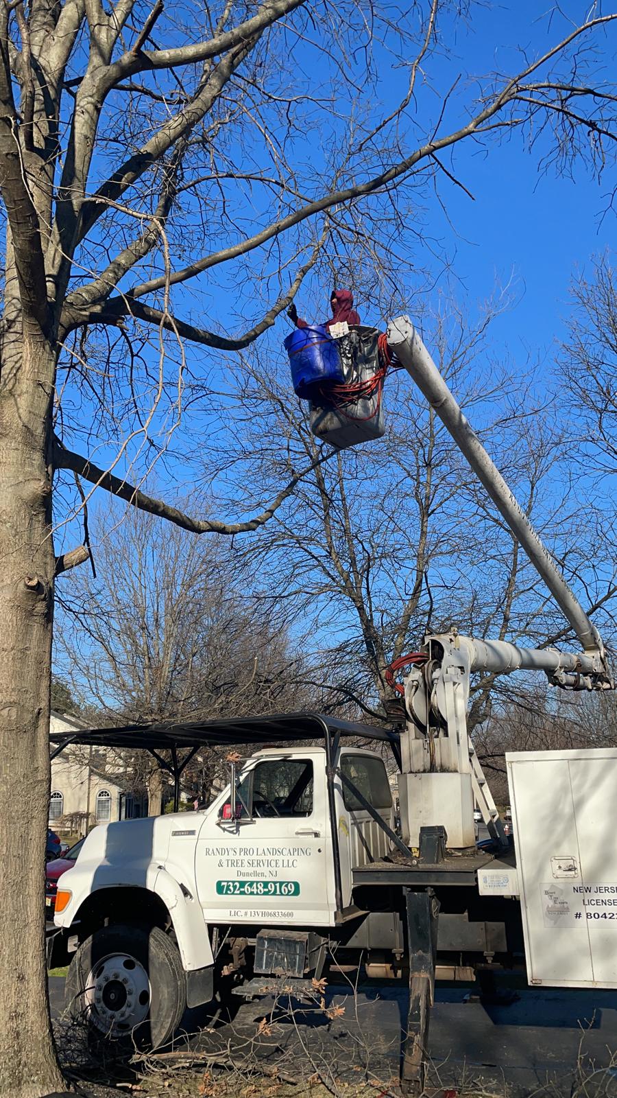 Tree Service Job in East Brunswick