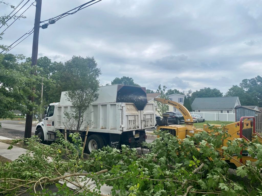 Tree Service in Edison,NJ on Ethel Rd