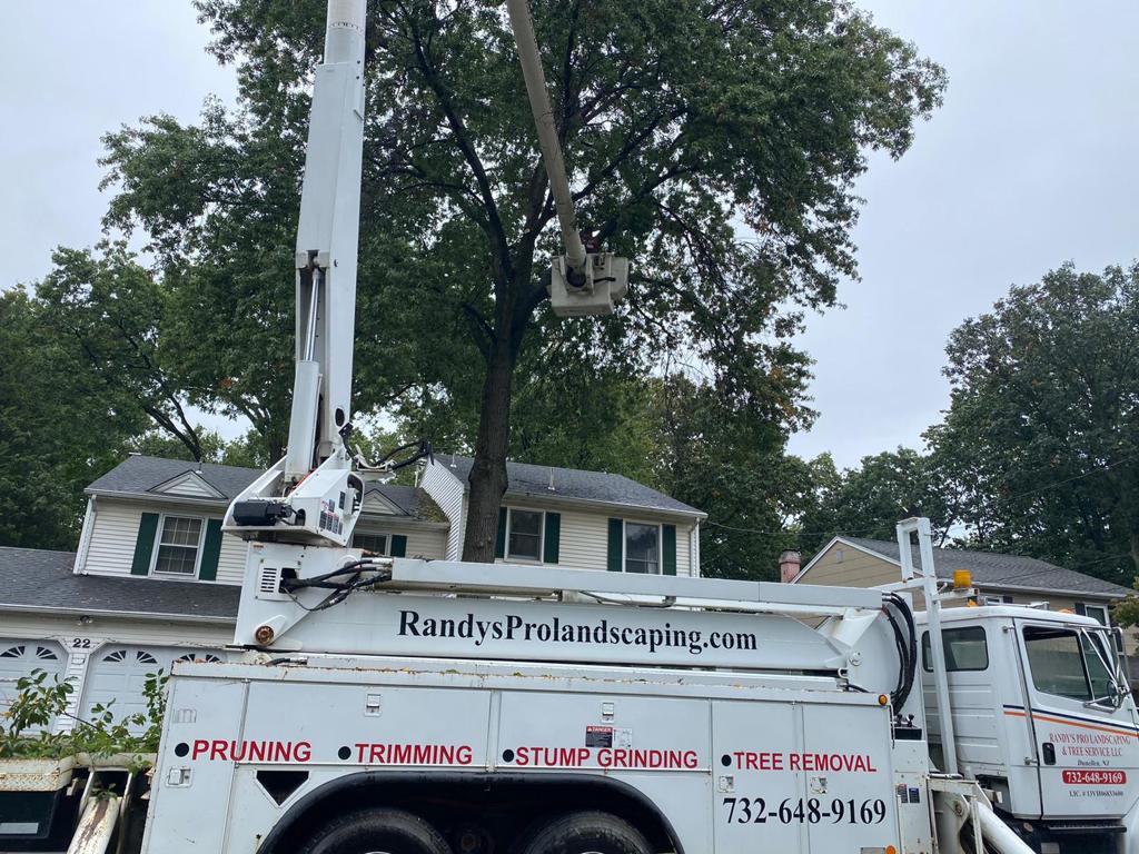 Tree Service Job in Edison