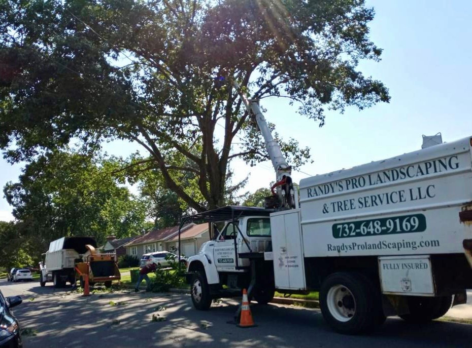 Tree Service in Piscataway,NJ on West 6th ST