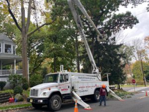 Tree Removal Service in Summit,NJ