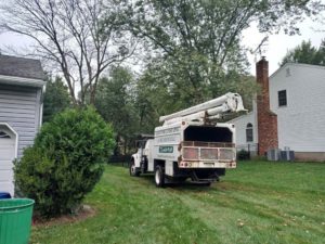 Tree Service in Bridgewater,NJ on Hancock Ave