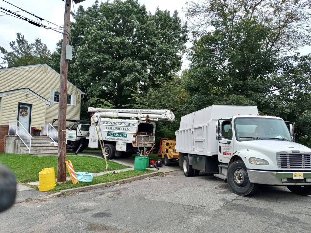 Tree Service in East Brunswick,NJ on First St