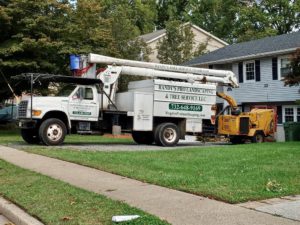 Tree Service in Edison,NJ on Old Post Rd