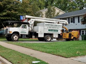 Tree Service in Edison,NJ on Old Post Rd