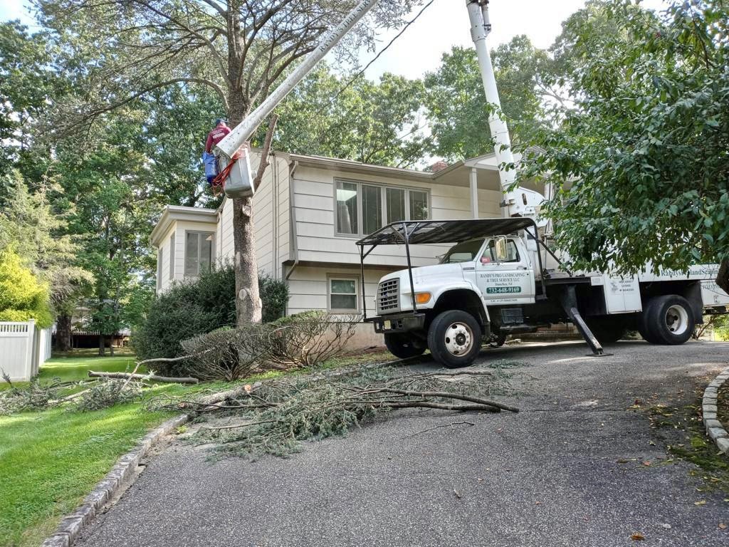 Tree Service in Livingston,NJ on Thurston Dr