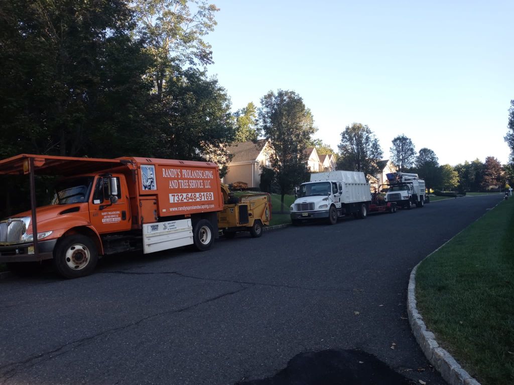 Tree Service in Martinsville,NJ on Blazier Rd