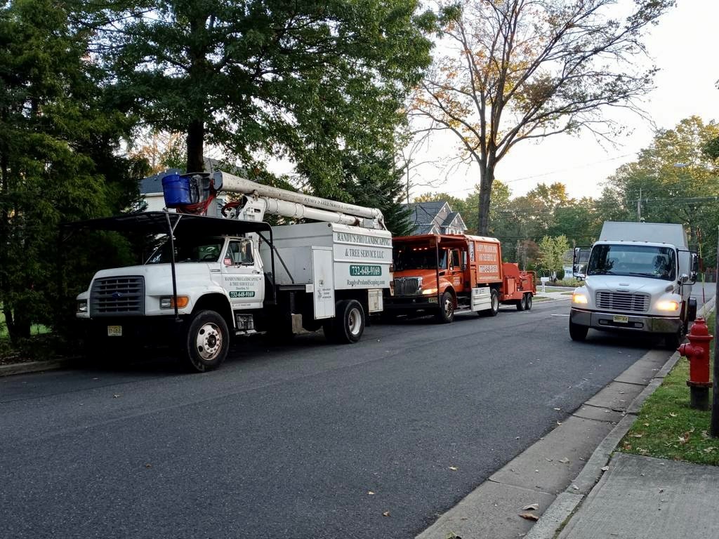 Tree Service in Edison,NJ on Brook Ave